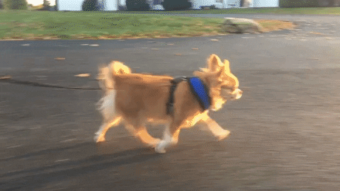 A dog going for a walk